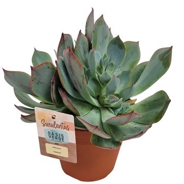 Echeveria 'Amistad'