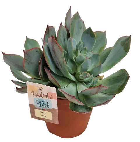 Echeveria 'Amistad'