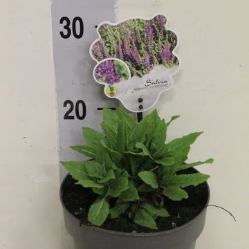 Salvia nemorosa 'Ostfriesland'