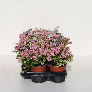 Gaultheria mucronata
