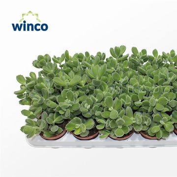 Cotyledon ladismithiensis