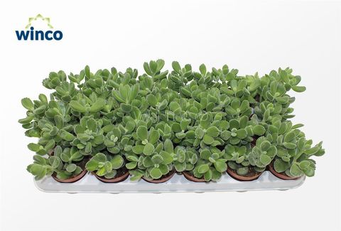 Cotyledon ladismithiensis