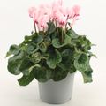 Cyclamen persicum SUPER SERIE MAMMOTH LIGHT WITH EYE