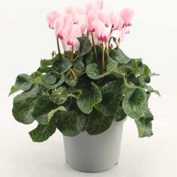 Cyclamen persicum SUPER SERIE MAMMOTH LIGHT WITH EYE