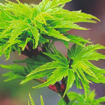 Acer palmatum 'Shishigashira'