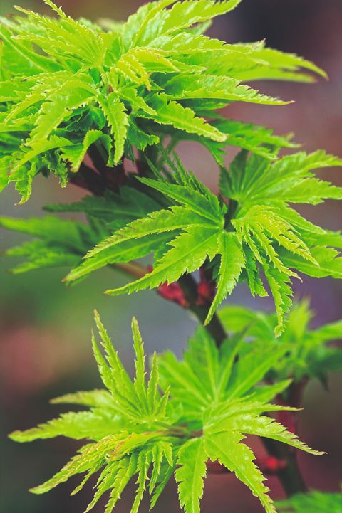 Acer palmatum 'Shishigashira'