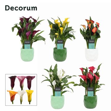 Zantedeschia MIX