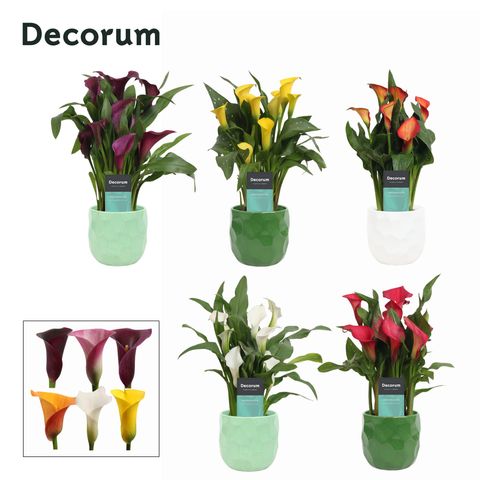 Zantedeschia MIX