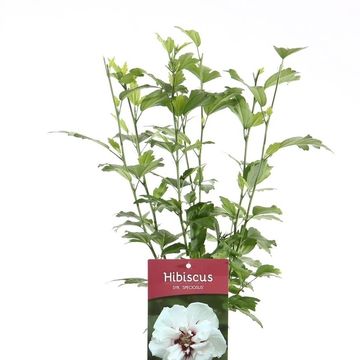 Hibiscus syriacus 'Speciosus'