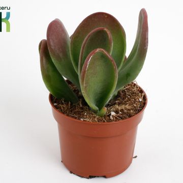 Kalanchoe thyrsiflora 'Oricula'