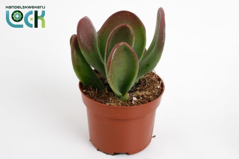 Kalanchoe thyrsiflora 'Oricula'