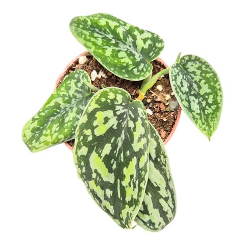 Scindapsus 'Tricolor Silver' — Растения Оптовая FlorAccess