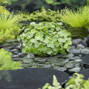 Hydrocotyle vulgaris