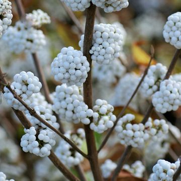 Callicarpa bodinieri MAGICAL SNOWSTAR