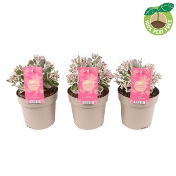 Sedum telephium SEDUCTION LA VIE EN ROSE