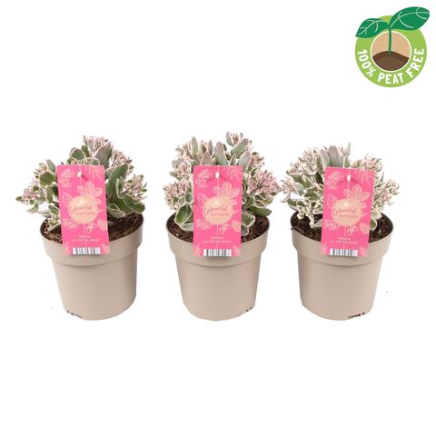 Sedum telephium SEDUCTION LA VIE EN ROSE