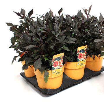 Dahlia HAPPY DAYS BICOLOUR YELLOW-RED