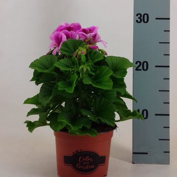 Pelargonium REGALIA LAVENDEL