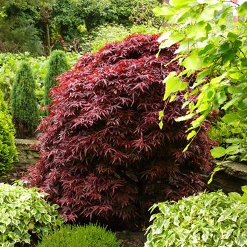 Acer palmatum 'Shaina'