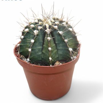 Gymnocalycium friedrichii