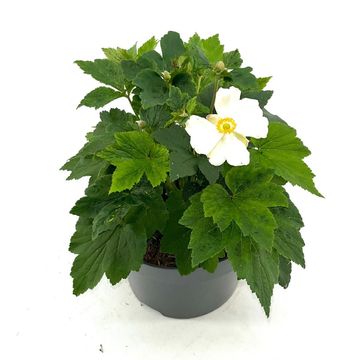 Anemone x hybrida 'Honorine Jobert'