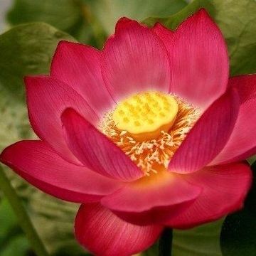 Nelumbo nucifera RED LI