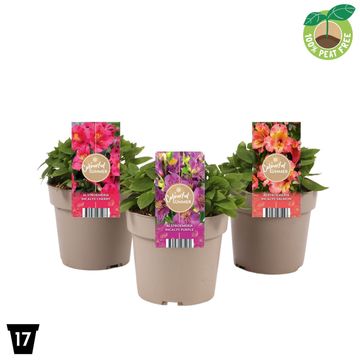 Alstroemeria INCALYS MIX