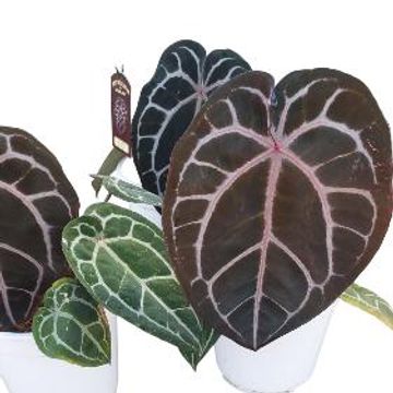 Anthurium 'Docblock Michelle'