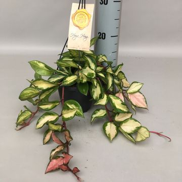 Hoya carnosa 'Tricolor'
