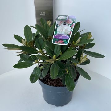 Rhododendron 'Schneekrone' (Y)