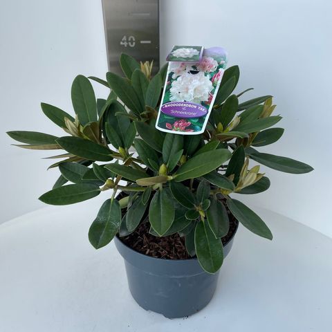 Rhododendron 'Schneekrone' (Y)