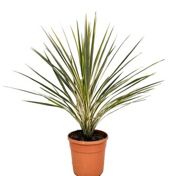 Cordyline australis 'Torbay Dazzler'