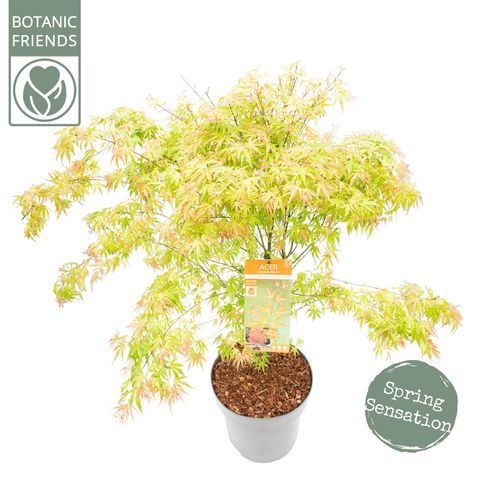 Acer palmatum 'Wilson's Pink Dwarf'