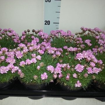 Armeria caespitosa 'Bevan's Variety'