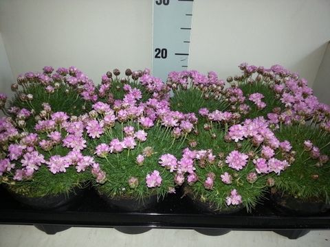 Armeria caespitosa 'Bevan's Variety'