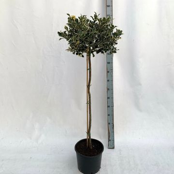 Ilex aquifolium 'Aurea Marginata'
