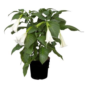 Brugmansia BUSH WHITE