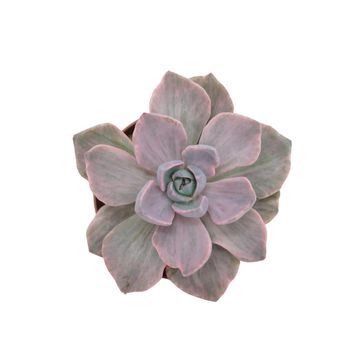 x Graptoveria 'Gypsy'