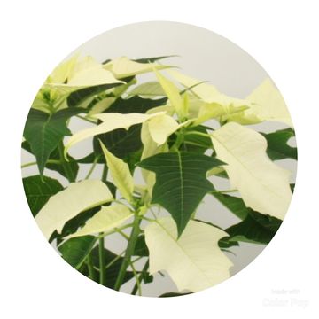 Euphorbia pulcherrima ALASKA