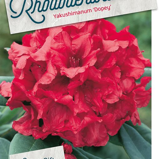 Rhododendron 'Dopey' (Y)