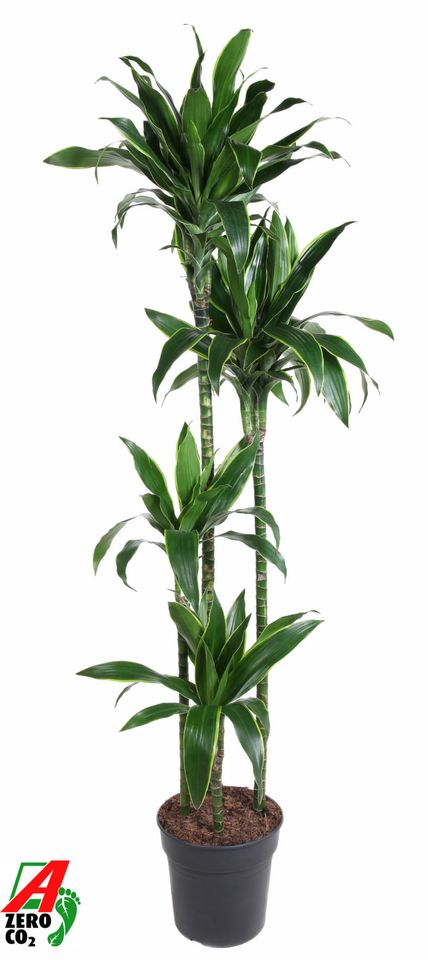 Dracaena fragrans 'Arturo'