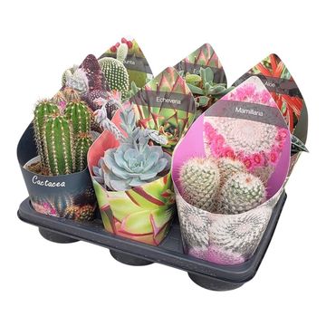 Cactus / Succulents MIX