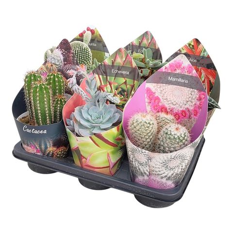 Cactus / Succulents MIX
