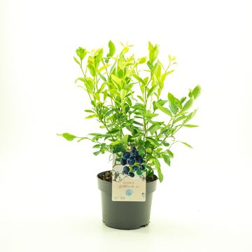 Vaccinium corymbosum 'Goldtraube 23'