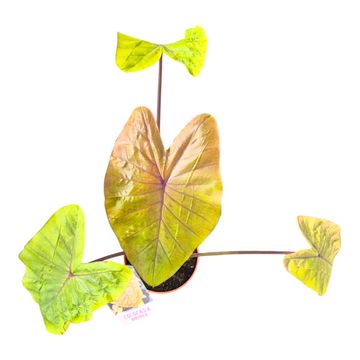 Colocasia 'Hybrid Oriole'