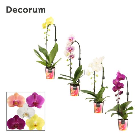 Phalaenopsis MIX — Plant Wholesale FlorAccess