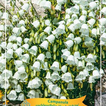 Campanula cochleariifolia 'Jingle White'