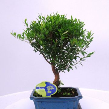 Syzygium buxifolium