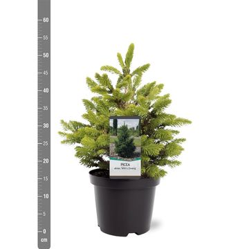 Picea abies 'Вилс Цверг'