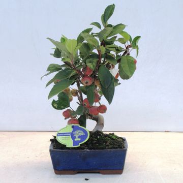 Malus halliana